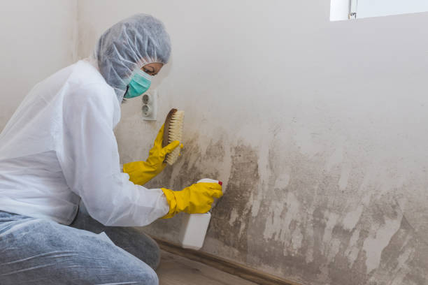 Mold Removal Process in Southwest Ranches, FL